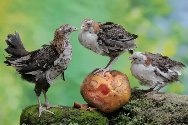 三只小鸡正在吃成熟的木瓜 木瓜落在长满青苔的岩石上 这种动物的学名是 — 图库照片