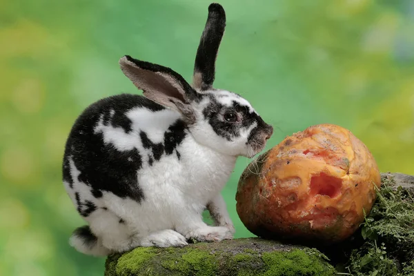 若いウサギが苔で覆われた岩の上に落ちた熟したパパイヤを食べていた 学名はLepus Negricollis — ストック写真