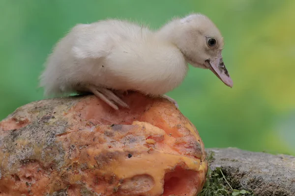 一只吃成熟木瓜的麝香鸭掉在长满青苔的岩石上这只鸭子的学名是Keyina Moschata — 图库照片