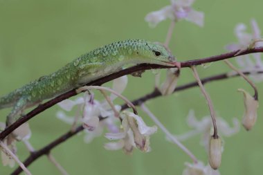 An emerald tree skink is sunbathing in a wild orchid flower arrangement before starting its daily activities. This reptile has the scientific name Lamprolepis smaragdina. clipart