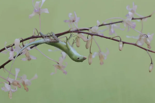 에메랄드 나무의 스크랩크는 활동을 시작하기 꽃꽂이에서 일광욕을 것이다 파충류의 과학적 — 스톡 사진