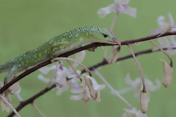 stock image An emerald tree skink is sunbathing in a wild orchid flower arrangement before starting its daily activities. This reptile has the scientific name Lamprolepis smaragdina.