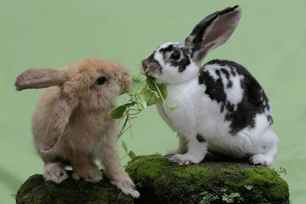 Bir Çift Tavşan Yosun Kaplı Bir Kayanın Üzerinde Lahana Yaprakları — Stok fotoğraf