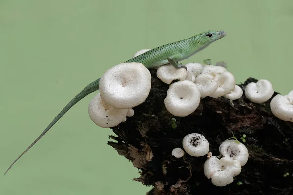 stock image An emerald tree skink is hunting for insects in a wild mushroom colony growing on weathered tree trunks. This reptile has the scientific name Lamprolepis smaragdina.