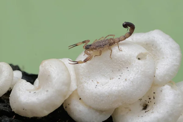 一只中国游泳蝎子正在一个生长在风化树干上的野生蘑菇群中捕猎小昆虫 蝎子的学名是Lychas Mucronatus — 图库照片