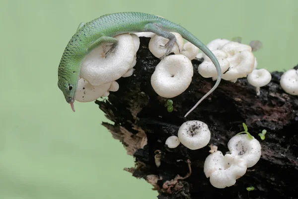 Emerald Tree Skink Hunting Insects Wild Mushroom Colony Growing Weathered — Stock Photo, Image