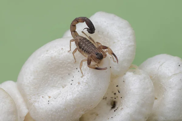 Escorpião Natação Chinês Está Caçando Pequenos Insetos Uma Colônia Cogumelos — Fotografia de Stock