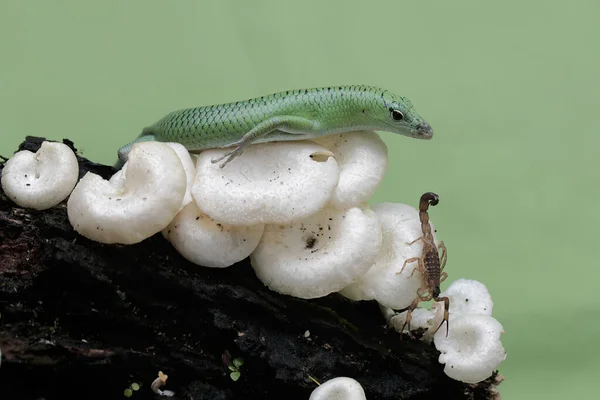 Scinque Émeraude Prêt Manger Scorpion Dans Colonie Champignons Sauvages Poussant — Photo