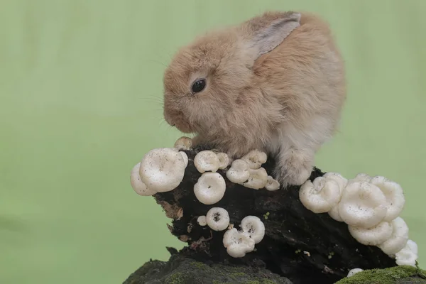 ウサギは木の幹に生えている野生のキノコを食べています 学名はLepus Negricollis — ストック写真