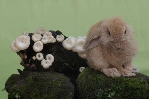 Rabbit Eating Wild Mushroom Growing Weathered Tree Trunk Rodent Has — Stock Photo, Image