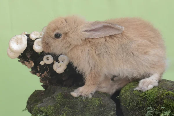 Rabbit Eating Wild Mushroom Growing Weathered Tree Trunk Rodent Has — Stock Photo, Image