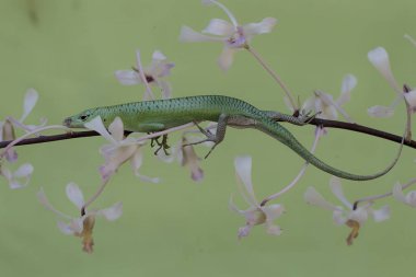 Bir zümrüt ağaç kayması günlük aktivitelerine başlamadan önce vahşi bir orkide çiçeğinin içinde güneşlenir. Bu sürüngenin bilimsel adı Lamprolepis smaragdina..