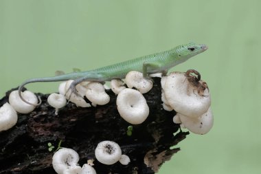 Yaban mantar kolonisindeki akrebi yemeye hazır bir zümrüt ağaç maymunu yıpranmış ağaç gövdelerinde büyüyor. Bu sürüngenin bilimsel adı Lamprolepis smaragdina..
