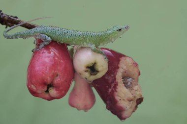 Bir zümrüt ağaç zümrüdü günlük aktivitelerine başlamadan önce pembe elma koleksiyonuyla güneşleniyor. Bu parlak yeşil sürüngenin bilimsel adı Lamprolepis smaragdina..