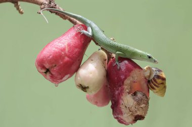 Bir zümrüt ağaç zümrüdü günlük aktivitelerine başlamadan önce pembe elma koleksiyonuyla güneşleniyor. Bu parlak yeşil sürüngenin bilimsel adı Lamprolepis smaragdina..