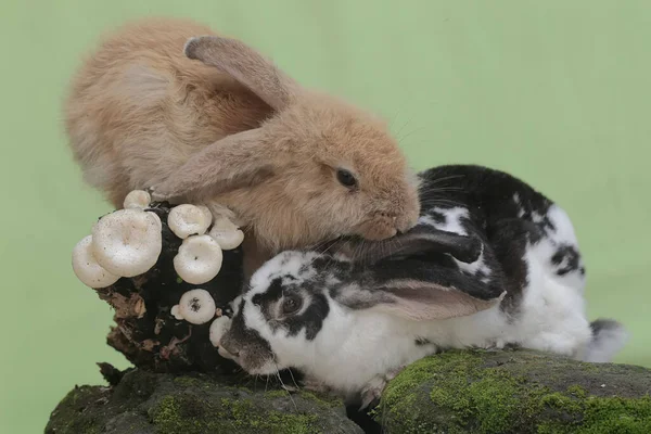 一对兔子正在吃生长在风化树干上的野蘑菇 这种啮齿动物的学名是Lepus Negricollis — 图库照片
