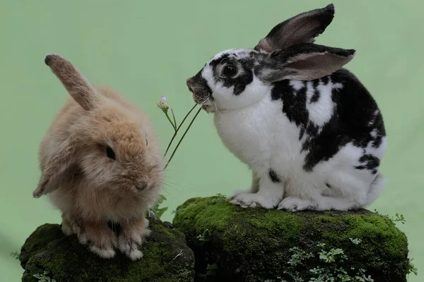 Paio Conigli Mangiavano Foglie Cavolo Una Roccia Ricoperta Muschio Questo — Foto Stock