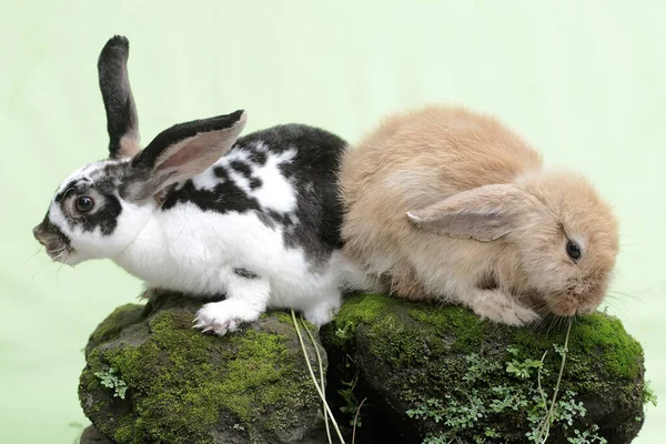 Bir Çift Tavşan Yosun Kaplı Bir Kayanın Üzerinde Lahana Yaprakları — Stok fotoğraf