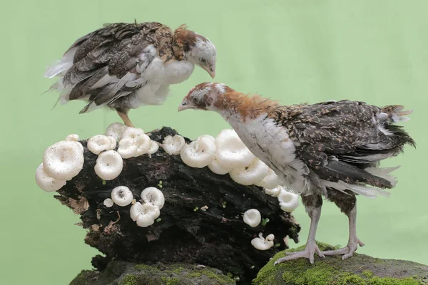 Genç Tavuk Yıpranmış Bir Ağaç Gövdesinde Yiyecek Arıyor Hayvanın Bilimsel — Stok fotoğraf