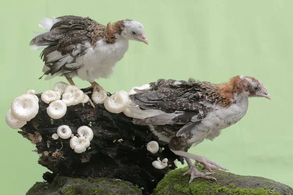 Atwo Young Chickens Looking Food Weathered Tree Trunk Animal Has — Stock Photo, Image