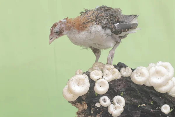Młody Kurczak Szukający Jedzenia Pniu Drzewa Zwierzę Naukowe Imię Gallus — Zdjęcie stockowe