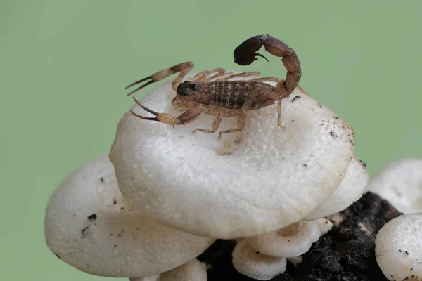 Scorpion Nageur Chinois Chasse Petits Insectes Dans Une Colonie Champignons — Photo