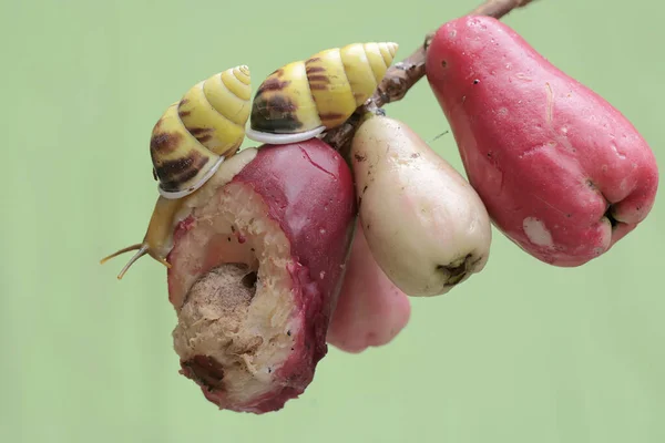 stock image Two little snails are foraging on a branch of a pink Malay apple tree filled with fruit. This mollusk has the scientific name Limicolaria sp.