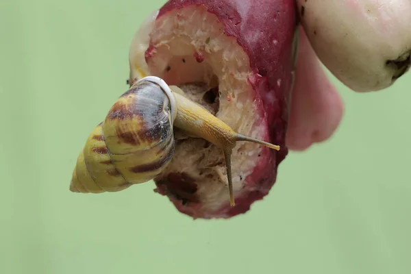 Ένα Μικρό Σαλιγκάρι Ψάχνει Ένα Κλαδί Μιας Ροζ Μηλιάς Γεμισμένης — Φωτογραφία Αρχείου
