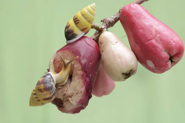 Dois Caramujos Estão Forrageando Ramo Uma Macieira Malaia Rosa Cheia — Fotografia de Stock