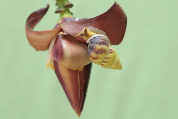 달팽이 마리가 바나나 꽃에서 먹이를 있습니다 연체동물의 학명은 라리아 바삭바삭 — 스톡 사진