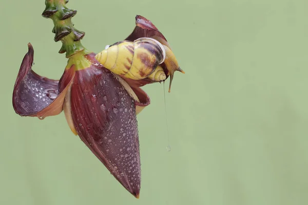 Két Kis Csiga Vadon Élő Banánvirágokat Gyűjt Ennek Puhatestűnek Tudományos — Stock Fotó