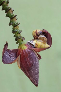 İki küçük salyangoz yabani muz çiçekleriyle besleniyor. Bu yumuşakçanın bilimsel adı Limicolaria sp.