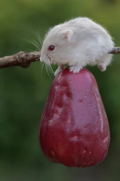 一只坎贝尔矮仓鼠正在吃一个粉红色的马来苹果 这种啮齿动物的学名是Phodopus Campbelli — 图库照片