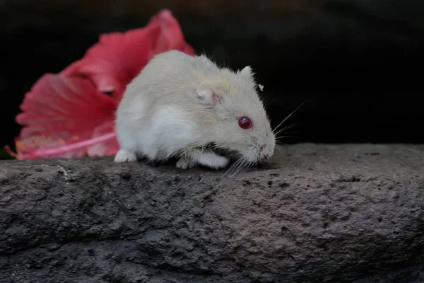 A Campbell dwarf hamster eating hibiscus flowers. This rodent has the scientific name Phodopus campbelli.