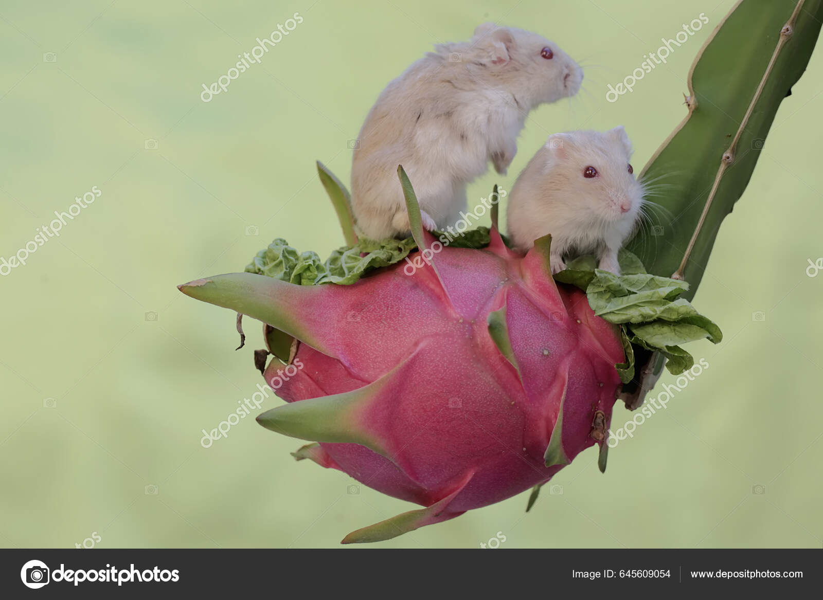 Fruit for dwarf hamsters hotsell