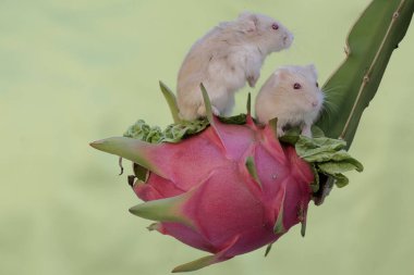 Bir çift Campbell cüce hamsterı olgun bir ejderha meyvesini ağaçta yiyorlar. Bu kemirgenin bilimsel adı Phodopus kampbelli..