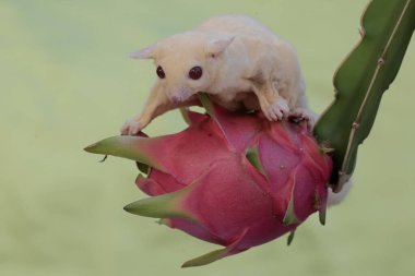 Bir albino şeker planörü bir ağacın üzerinde olgunlaşmış ejderha meyvesi yiyor. Bu memelinin bilimsel adı Petaurus breviceps.