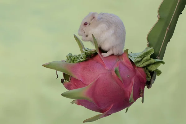 A Campbell Dwarf Hamster is eating a ripe dragon fruit on a tree. This rodent has the scientific name Phodopus campbelli.