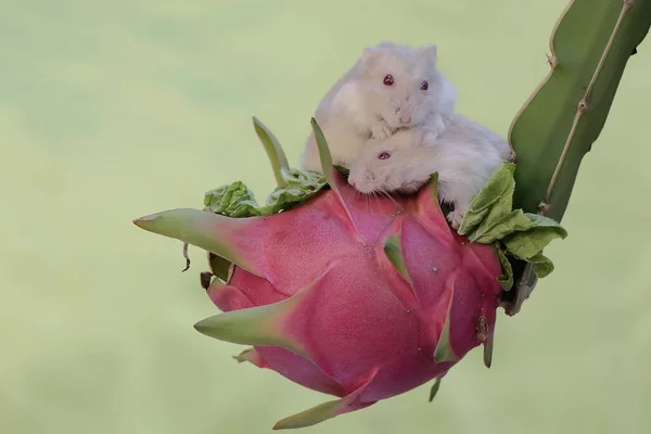 A pair of Campbell dwarf hamsters eating a ripe dragon fruit on a tree. This rodent has the scientific name Phodopus campbelli.