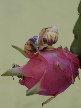 İki küçük salyangoz ağaçta olgun ejderha meyvesi yiyorlar. Bu yumuşakçanın bilimsel adı Limicolaria sp.