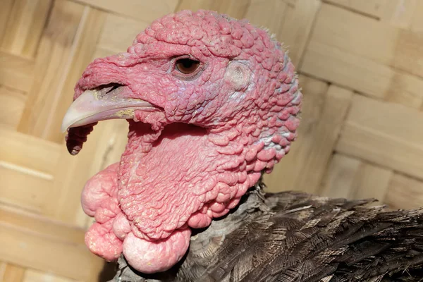 The dashing and muscular face of a male turkey. This animal commonly cultivated by humans has the scientific name Meleagris gallopavo.