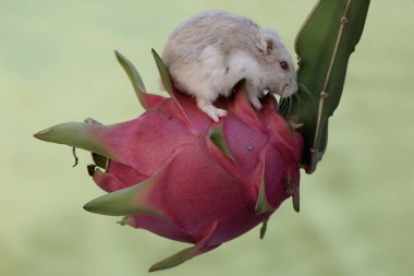Bir Campbell Cüce Hamster ağaçta olgun bir ejderha meyvesi yiyor. Bu kemirgenin bilimsel adı Phodopus kampbelli..