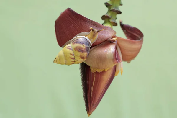 Egy Kis Csiga Vadászik Egy Vad Banánvirágra Ennek Puhatestűnek Tudományos — Stock Fotó