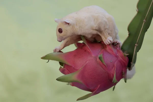 stock image An albino sugar glider is eating dragon fruit that is ripe on a tree. This mammal has the scientific name Petaurus breviceps.