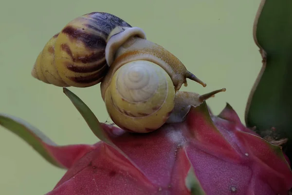 Two Little Snails Foraging Ripe Dragon Fruit Tree Mollusk Has — Stock Photo, Image
