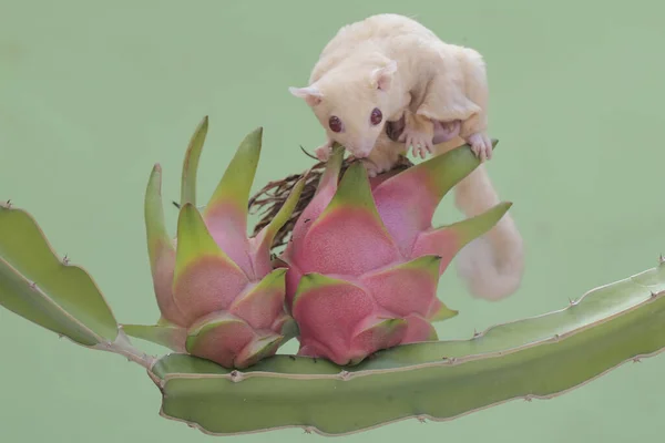 A mother sugar glider was looking for food on a dragon fruit tree that was bearing fruit while holding two babies in her stomach pouch. This mammal has the scientific name Petaurus breviceps.