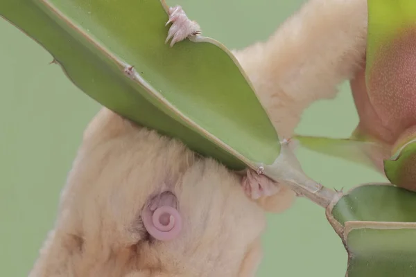 A mother sugar glider was looking for food on a dragon fruit tree that was bearing fruit while holding two babies in her stomach pouch. This mammal has the scientific name Petaurus breviceps.