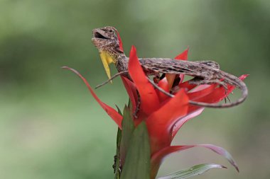 Uçan bir ejderha günlük aktivitelerine başlamadan önce güneşleniyor. Bir ağaçtan diğerine kayarak hareket eden bu sürüngenin bilimsel adı Draco Volans 'dır..