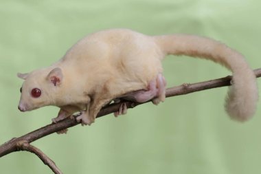 Bir anne şeker planörü, karnında iki bebek taşırken guava meyve koleksiyonunda yiyecek arıyordu. Bu memelinin bilimsel adı Petaurus breviceps.