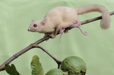 Bir anne şeker planörü, karnında iki bebek taşırken guava meyve koleksiyonunda yiyecek arıyordu. Bu memelinin bilimsel adı Petaurus breviceps.